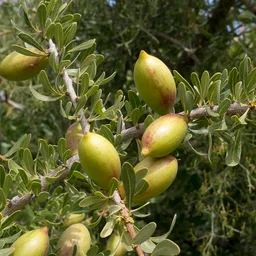 زيت الأرغان