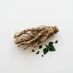 جذر القراص